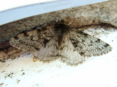 Pale Brindled Beauty